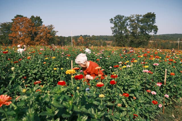 Flower Farm